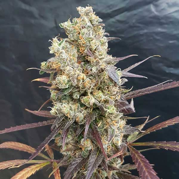 Freedom of Seeds Diesel Devil Auto Feminised