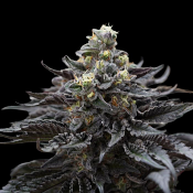 Ziplock Seeds Direwolf - Feminized