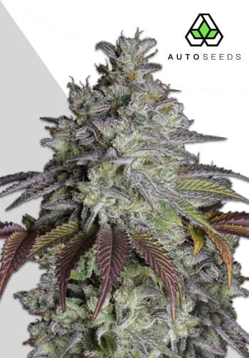 Auto Seeds - Do Si Dos Auto - Feminised 