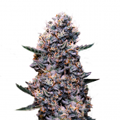 Superstrains Seeds - Do-Si-Dos Auto Feminised