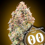 OO Seeds - Do-Si-Dos Cookies Fast Version Feminized
