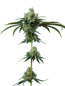 Maverick's Genetics Seeds - Do-Si-Dos Feminized