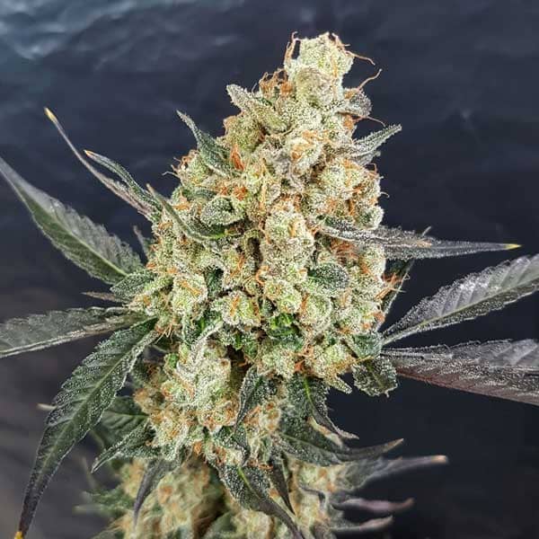 Freedom of Seeds Doctor Kush Feminized