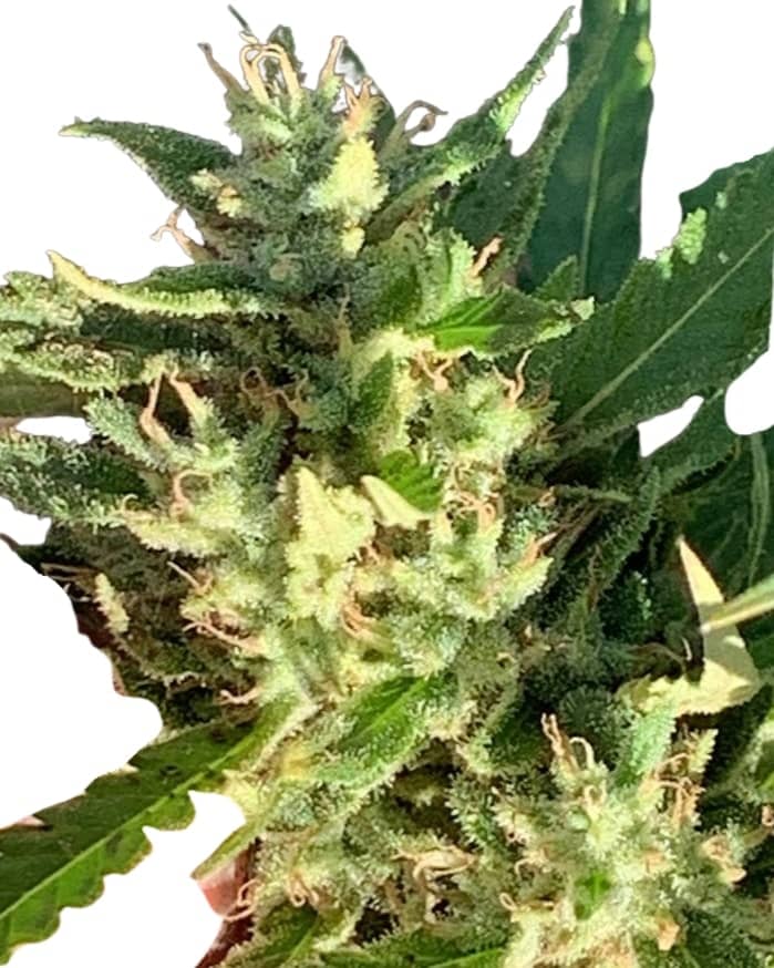 Scott Family Farms Dog Haze f-4 Regular   