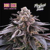 Perfect Tree Seeds - Doki Doki - Feminized