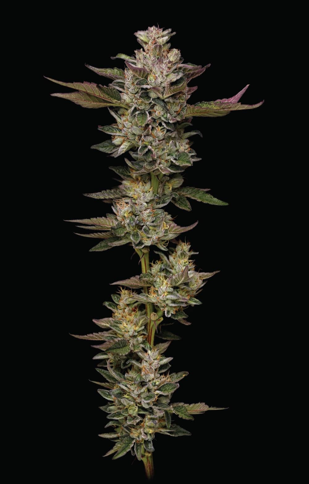 Humboldt Seed Company - Donutz - Feminised