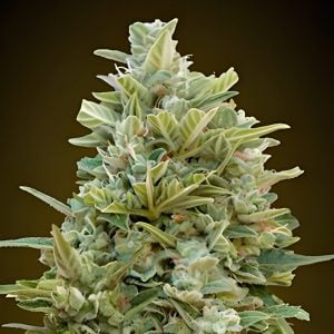 Auto Do Si Dos - Feminized - Sensible Seeds Premium Selection  