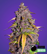 Bomb Seeds Double Purple Bomb Feminized