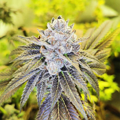 Pheno Finder Seeds - Double Slurry Feminized