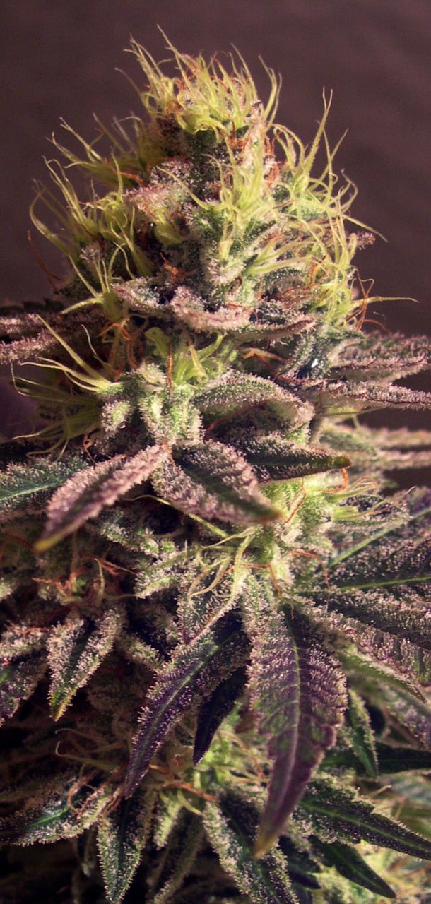 Sweet Madame- Feminized - Sensible Seeds Premium Selection     