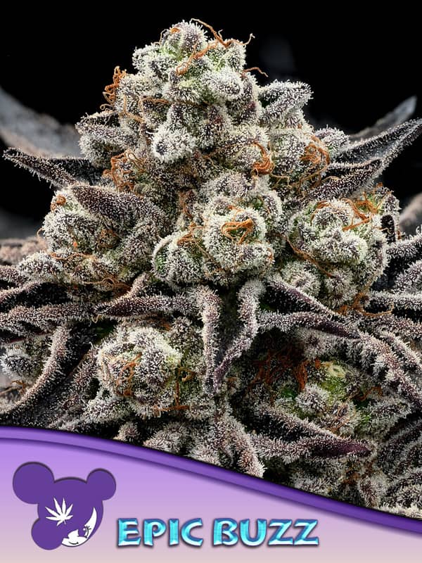 EPIC BUZZ - Feminized - Anesia Seeds 