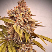 Conscious Genetics - Exodus Fumes Regular