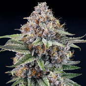 Ripper Seeds - EyeBallz Feminized
