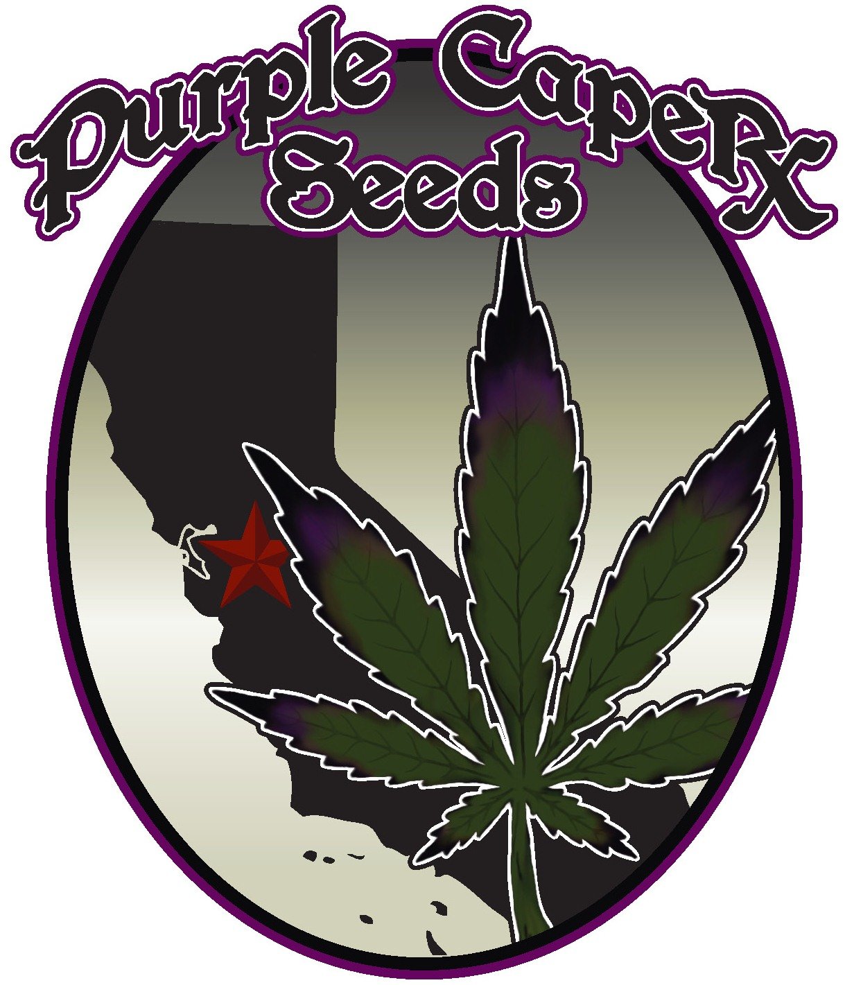 Purple Caper Seeds -  Feminised Line MAC Cookies
