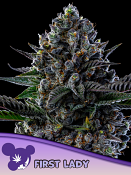 Anesia Seeds - First Lady Feminized 