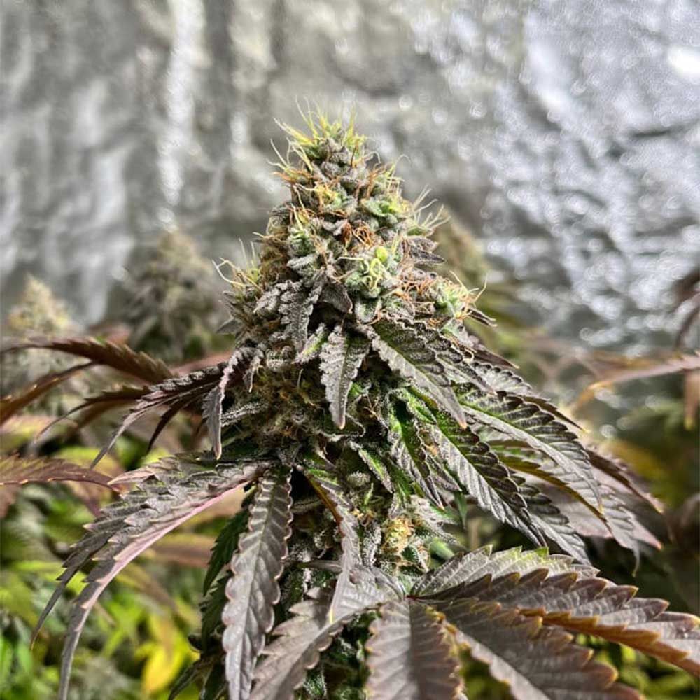 Black Tuna Seeds - Forbidden Applez Feminized