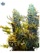 Auto-Tastic Seeds - Freakshow Auto - Feminised White Seeds