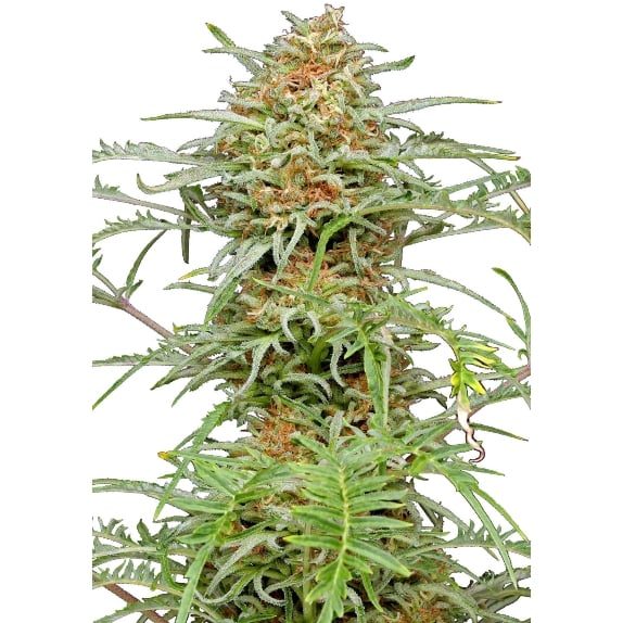 Freakshow- Feminized - Humboldt Seed Company       