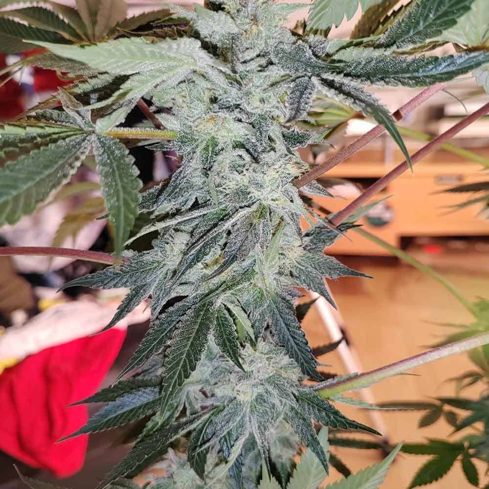 Karma Genetics Seeds - Fresca Zi - Regular