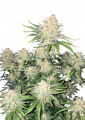 Fast Buds Seeds - Frostbanger Auto Feminized