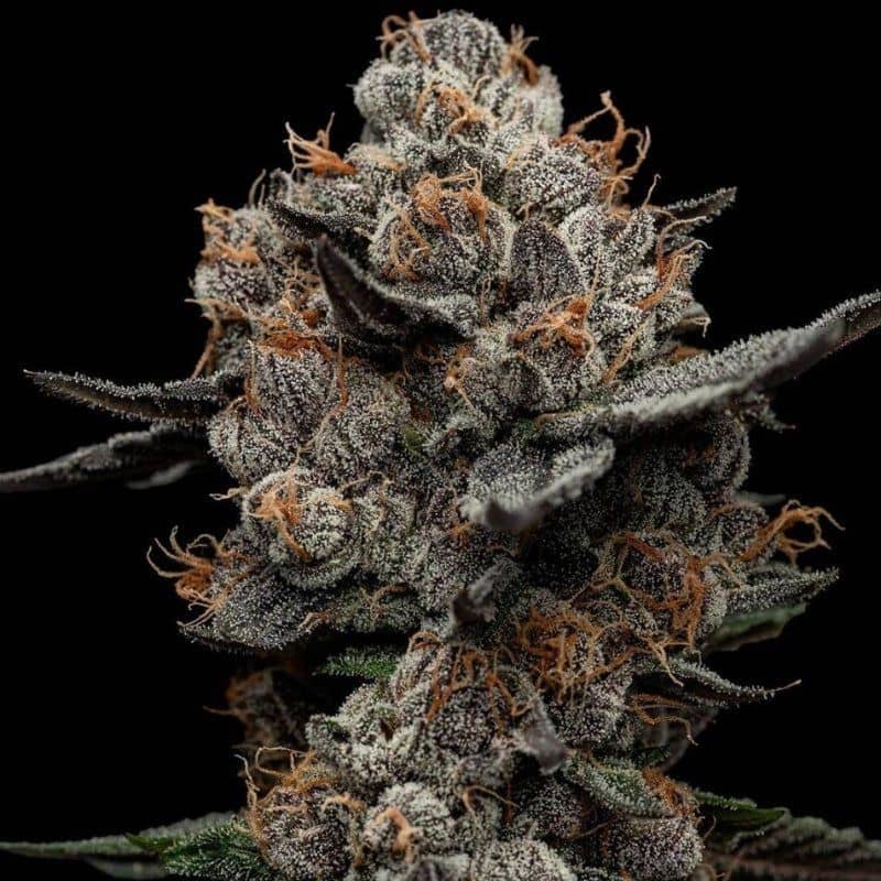 Frosted Acai- Feminized - Black Farm Genetix 