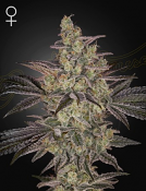 Green House Seeds - Frosted Guava Auto Feminized
