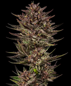Barney's Farm Seeds - Frosted Zinn x Cookie Dog Auto Feminized