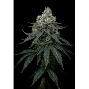 Triploid Cannabis Seeds - Frosty Apple - Feminized Triploid