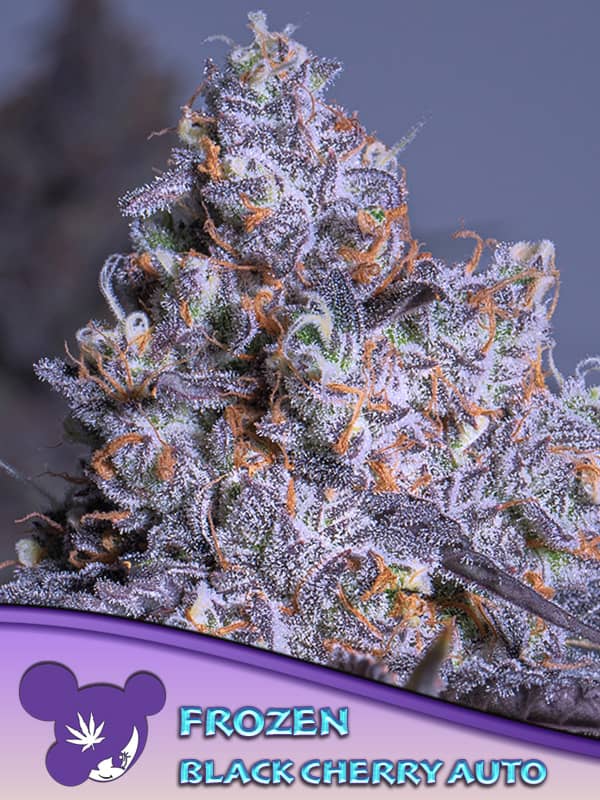 Frozen Black Cherry Auto Feminized - Anesia Seeds  