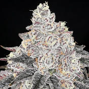 2026 Cannabis Seed Collection - Frozen Black Cherry - Feminized