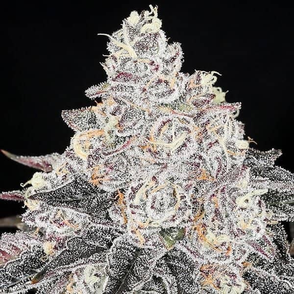 2025 Cannabis Seed Collection - Frozen Black Cherry - Feminized