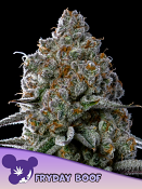Anesia Seeds - Fryday Boof Feminized