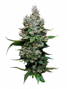 Maverick's Genetics Seeds - Funfetti Poundcake Feminized