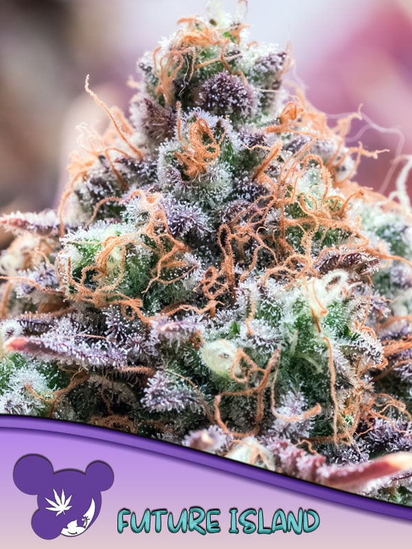 2025 Cannabis Seed Collection - Future Island Feminized 