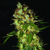 Emerald Triangle Seeds - G13 x Blueberry Headband Feminized