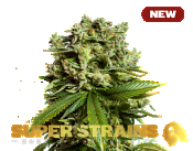 Superstrains Seeds - GG4 (Gorilla Glue) Feminised