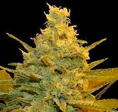 Genehtik Seeds - Kiritical Bilbo Feminised