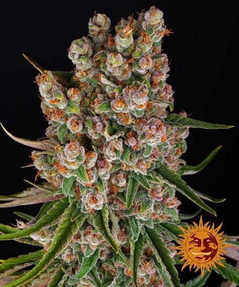 Barneys Farm Seeds GMO Auto Feminized  