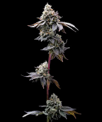 Barneys Farm Seeds - GMO Cookies Feminized