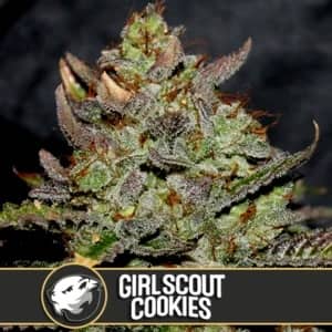 BlimBurn Seeds Girl Scout Cookie Feminized 