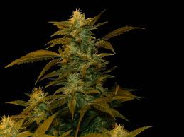 Genehtik Seeds - Super Silver Bilbo Feminised