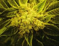 Genehtik Seeds - Txomango Feminised