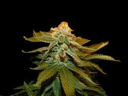 Genehtik Seeds - Super Kritical Regular 