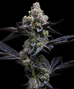 Barney's Farm Seeds - Garlic Cookies - Feminized