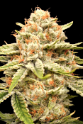 Advanced Seeds - Garlicane - Feminised
