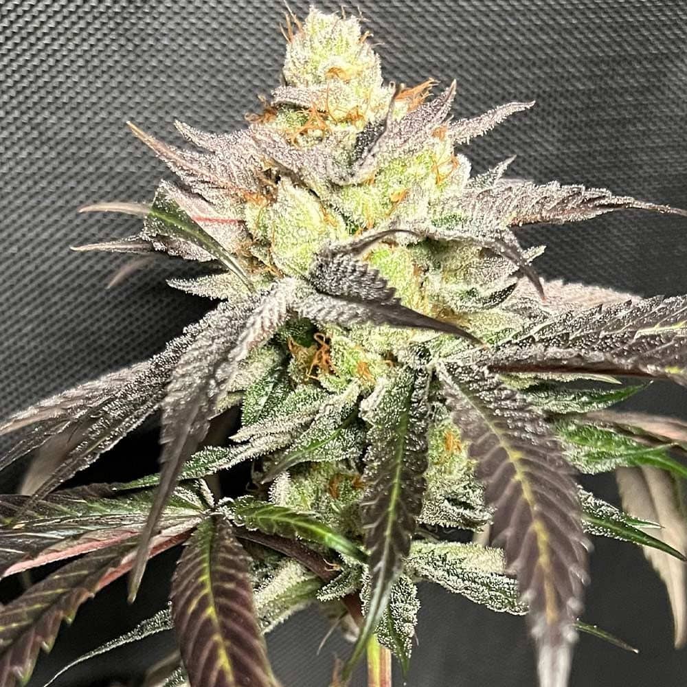 Old School Genetics - Gary Banana Payton Feminized