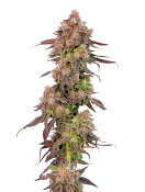 Maverick's Genetics Seeds - Gas Face Auto Feminized