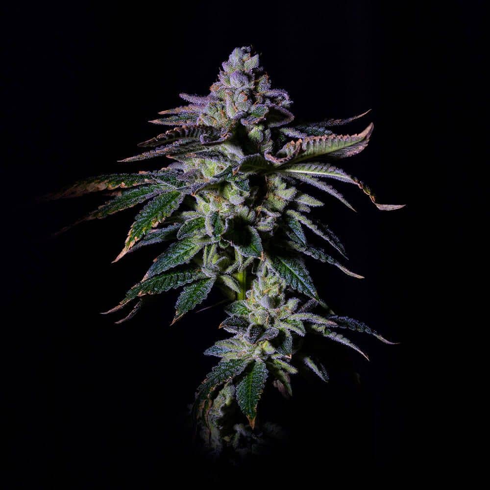 Grateful Seeds - Gasmint - Feminized