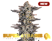 Superstrains Seeds - Gelato #33 Feminised