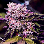 2026 Cannabis Seed Collection - Gelato Dream - Feminized